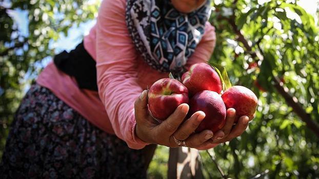 Yüzyılın don olayı sonrası fırsatçılık tepkisi: Elimde liste var, şeftali 120 lira olmaz
