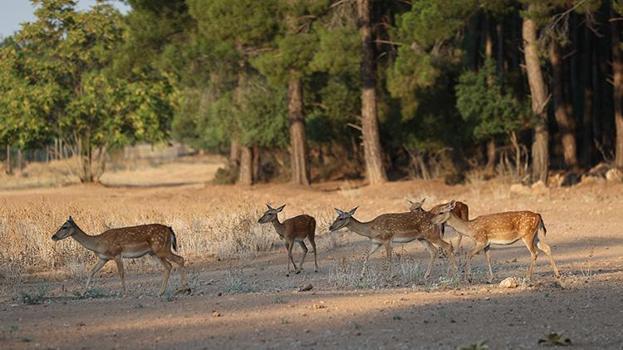 Nesli tükenme tehlikesi altındaydı! Dünyada tek kalan alageyiklere Antalya'dan sevindirici haber