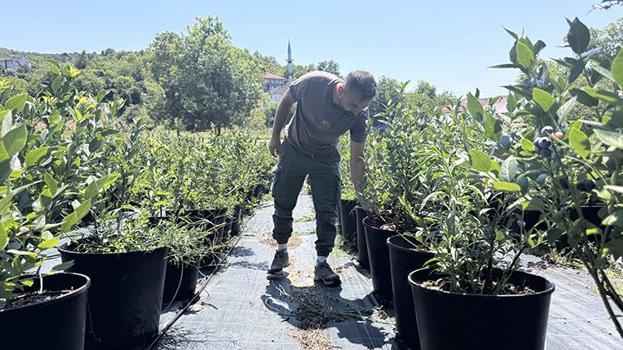 Litvanya'dan toprak, İstanbul'dan da fidanları getirterek Zonguldak'ta üretime başladı! KKTC'de yediği meyveyi çok beğendi