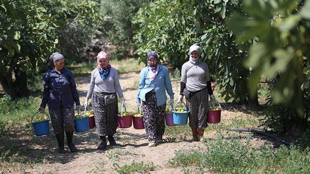 Aydın'da hasat kaliteli ürünle başladı! Sıcaklara yakalanmamak için çalışma saatlerini değiştirdiler