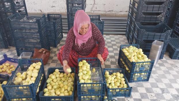 İlk hasatta 200 liraydı, şimdi 150 liraya düştü! Kurusunu 1500 liraya satıyorlar