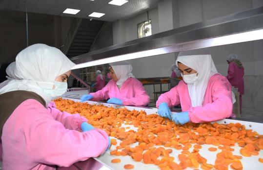 Türk ekonomisine büyük fayda sağlıyor! Ortalama 7 dolardan satılıyor