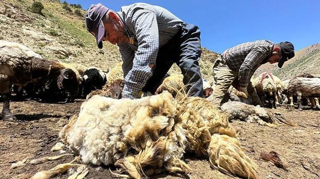 Erzincan’da mesai başladı! 1 yılda büyüyor, 3 dakika kırkılıyor