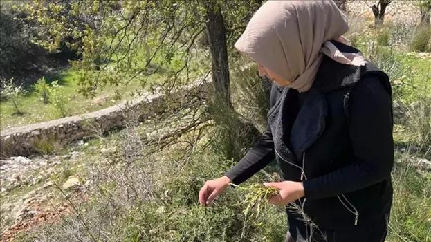 Doğada kendiliğinde yetişiyor! Geçim kaynağı oldu, köylüler dağdan toplayıp 1000 TL'ye pazarda satıyor