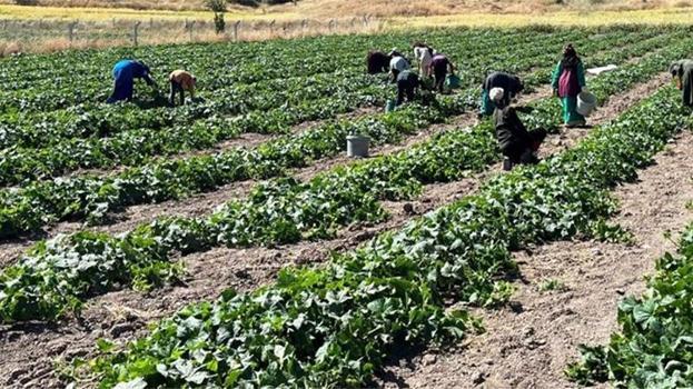 Çubuk'un altın hasadı başladı! Başkentten sofralara gelecek