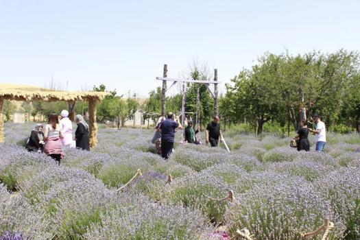 "Burada lavanta yetişmez" dediler o dinlemedi! Hem turizme katkı sağladı hem de para kazandı