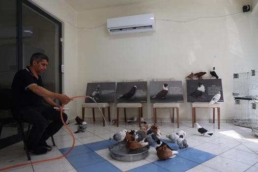 Diyarbakır'da milyonluk güvercinlere 5 yıldızlı hizmet!