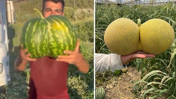 İkiz doğuran tarla! Hasat edilen kavun ve karpuz görenleri hayrete düşürdü