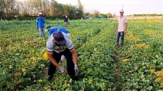 Adana'ya rakip olacak! Malatya'da hasatta üretim patladı, günde tonlarca toplanıyor: Kilosu 3 TL