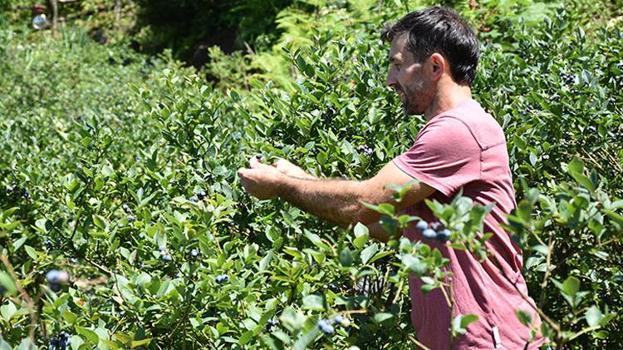 Köyde tarlasına tutmaz diye ekti, 50 yıl ömrü olduğunu öğrendi! Hasat bitmeden 500 TL'ye satıyor