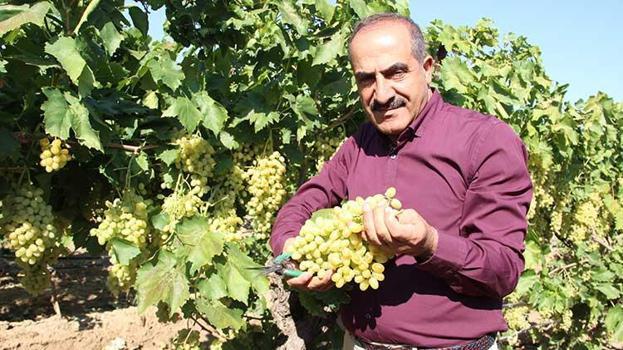 Ege'nin üzümü dünyaya açılıyor: Don olaylarına rağmen kaliteli rekolte! Hedef 100 milyon dolar!