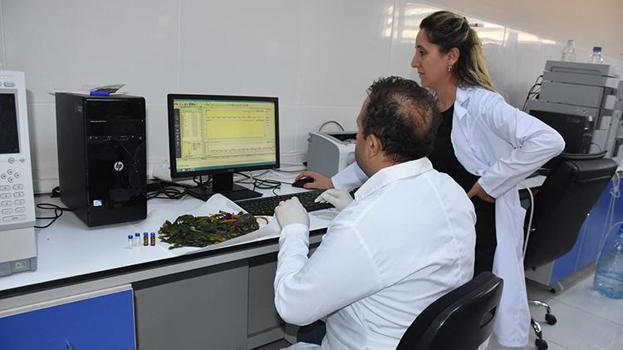 Şırnak'ta bulunan iki bitki, bilim dünyasını heyecanlandırdı: Alzheimer ve diyabet tedavisine umut olabilir!