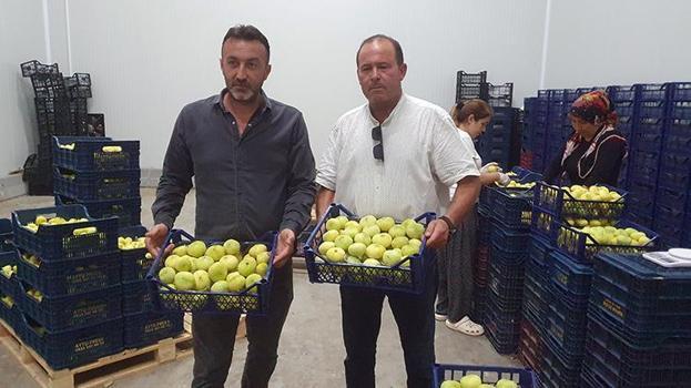 Mersin'de hasadın başlamasıyla piyasa hareketlendi! Almanya ve Dubai'ye gönderilen ürünün tanesi 20 TL
