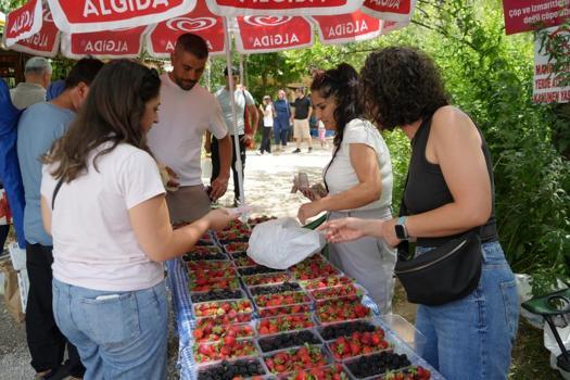 Mevsimi geçti ama ikinci kez hasadı yapılıyor! Kilosu 250 liradan alıcı buluyor
