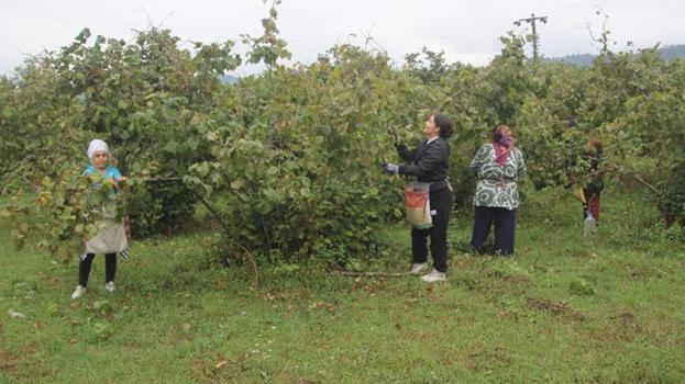 Ordu'da 'yeşil altın' hasadına başlandı! Bölgeye göç eden mevsimlik işçiler bahçelere akın etti