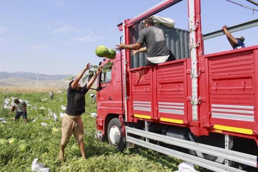 Türkiye'de bitti, Yozgat'ta yeni başlıyor: Zorlu mesai başladı, kavurucu sıcaklar üreticiyi yıldırmadı
