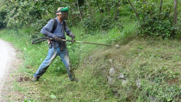 Fındık hasatı öncesi zorlu mesai: Giresun'da yevmiyeyi duyan şaşırıyor