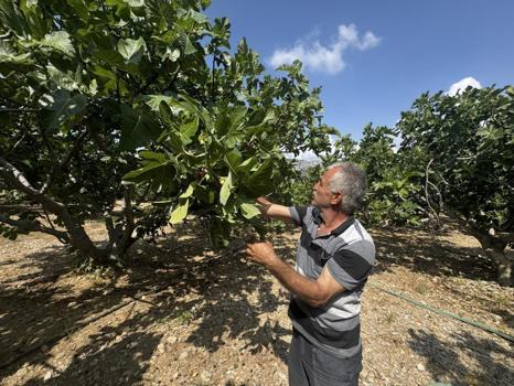 Aşırı sıcak hava rekolteyi yüzde 50 düşürdü! Fiyatlar yüksek olabilir