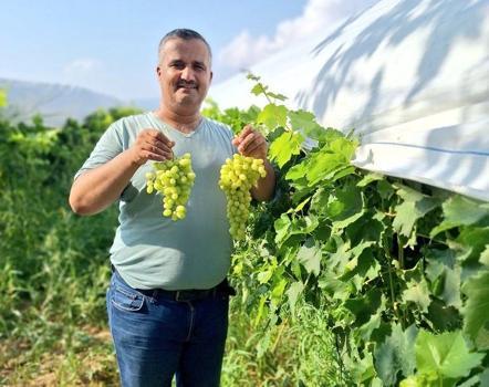 Üzüm sezonu açıldı, üreticiler sosyal medyada tanıtıma başladı