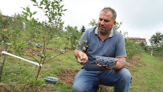 Ceplerinden 5 kuruş çıkmadan bu işe başladılar! Şimdi kilosu 500 TL'den kapış kapış gidiyor