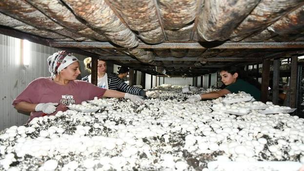 İstanbul'u terk edip köyünde bu işe başladı: 600 tonluk üretimle zirveye oynuyor! Hem kendisi hem de köylüsü servet kazandı
