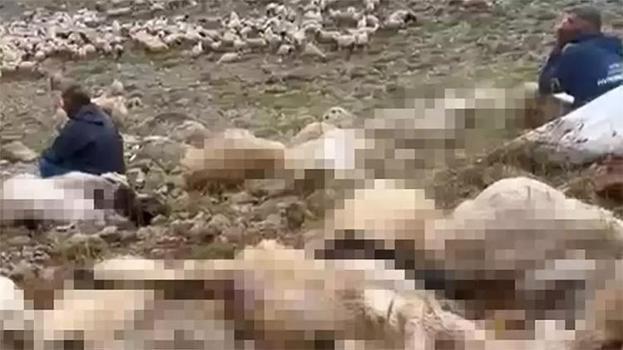 Tunceli'de yıldırım faciasında sürüleri telef olmuştu: Valilik harekete geçti