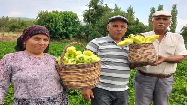 Denizli'de hasat başladı! Dekar başına 2,5 ton yüzleri güldürdü