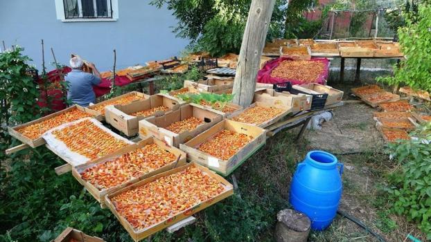 Van'da kayısı kurutma dönemi başladı: Alternatif çözüm ürettiler