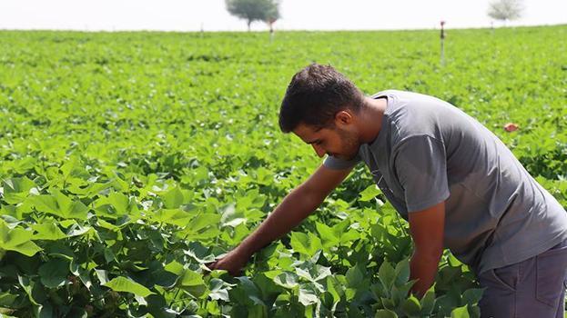 Şanlıurfa'da kavurucu sıcakların faydalı olduğu ortaya çıktı! Ürünün bereketi ikiye katlandı