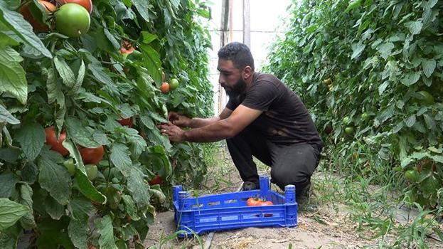 Isparta'nın bu köyünde üzüm üretimi azaldı! Herkes daha çok para kazandıran ürüne yöneldi