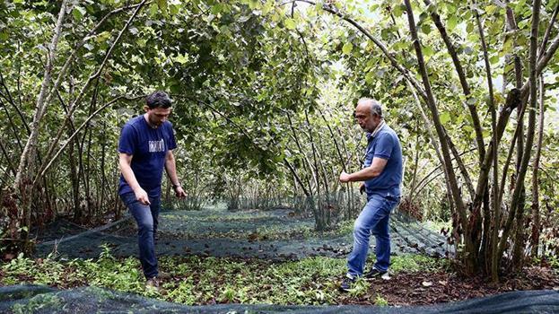 Giresun'da fındık hasadında devrim gibi yöntem! Maliyetleri %60 azaltacak!
