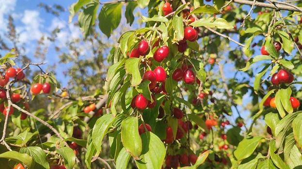 Şerbeti, çayı, meyvesi oluyor: Erzincan'ın medar-ı iftiharı! İlk hasat başladı