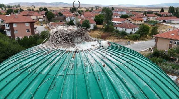 Bu cami leyleklere yuva oldu! Çankırı'da herkes oraya bakıyor