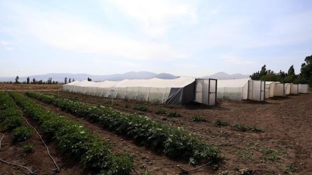 Erzurum'da iki yeni patates çeşidi! Karsu ve Cansu dışa bağımlılığı azaltacak