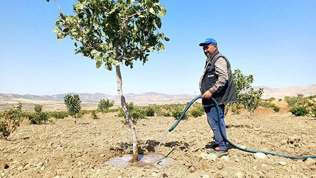 Batman'da damlama sulama sistemi kurmayan çiftçi Ağustos ayında su arıyor! İşte fıstık tarlasına bulduğu çözüm