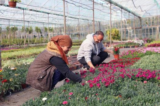 Muğla'da 27 milyon 300 bin çiçek üretildi: Bölge ekonomisine katkı sağlandı