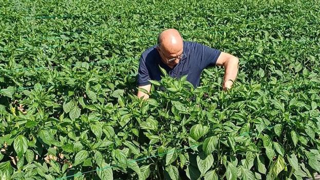 Bir defa eken yılda 30 kez hasat ediyor! 1 dönüm 5 ton ürün veriyor tek seferde 70 bin TL kazanç sağlanıyor