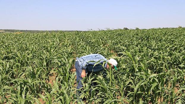 Edirne'de yıllık 500 ton üretiliyor, kuraklığa adeta meydan okuyor! Türkiye'de kapış kapış gidiyor, Üreticilerin gözü yeni pazarlarda