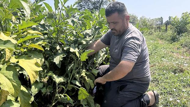 Baba mesleğini bırakıp köyüne döndü! Satışlar patladı: Bire bin veriyor, böyle kazandıran sektör yok