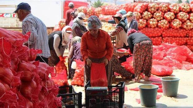Amasya'da üretip Avrupa'ya satıyor! 500 bin tonluk hasat sonrası kilosu 5 TL
