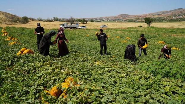 Talebe yetişemiyor, 100 ton ürün kapış kapış gidiyor