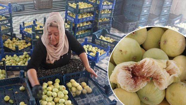 Altından bal akıyor! Kilosu 250 TL'den başladı, hala 120 TL'den alıcı buluyor