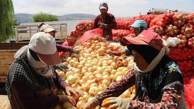 Amasya'nın tescilli lezzeti Avrupa yolunda! Üretimde rekor kırıldı, Kilosu 5 TL'Ye satılıyor