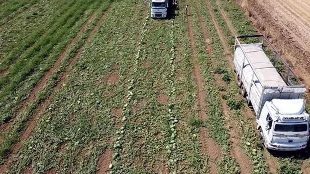 Tekirdağ'da su seviyesi düşünce karpuz üretimi azaldı!