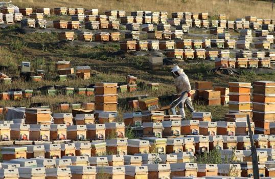 Bayburt'ta hasat başladı: Üretim artı eksi yüzde yüz düştü!