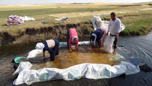Erzincan'da buğdayın değirmene yolcuğu... Derelerde yıkanıyor