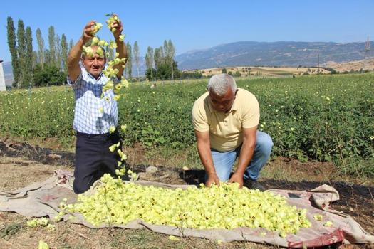 Amasya'nın lezzetine Afrika'dan rakip geldi: Çiçek bamyasının sahtesi çıktı