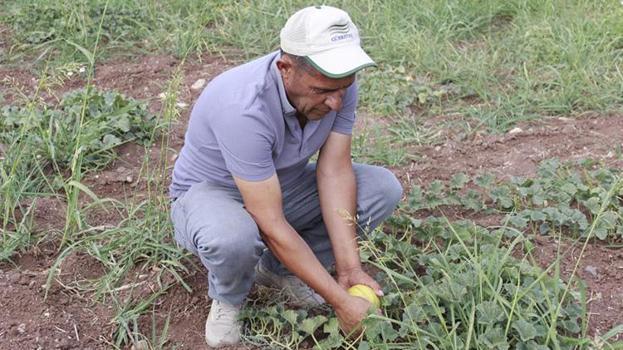 Yozgat'tan başka yerde yetişmiyor: Hasadı başladı, tanesi 40 lira!