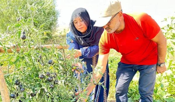 Yöresel lezzet olmaya aday siyah domates: Yüksekova'da yetişiyor, iki kez ürün verdi!