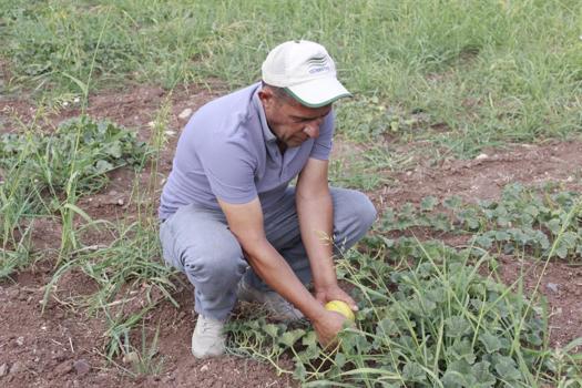 'Yer muzu' olarak biliniyor, lezzetine doyum olmuyor! Tanesi 40 liradan satılıyor